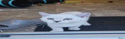British Shorthair cats for sale: MUST GO 2 GCCF Registered Kittens For Sale - Advert 2