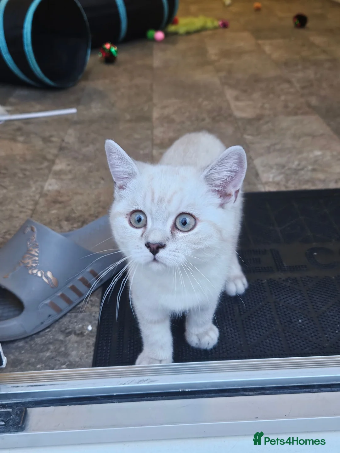 British Shorthair cats for sale: MUST GO 2 GCCF Registered Kittens For Sale - Advert 2