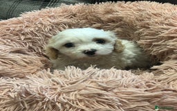 Cavachon dogs for sale: Gorgeous F1 Cavachon puppies - Image 2