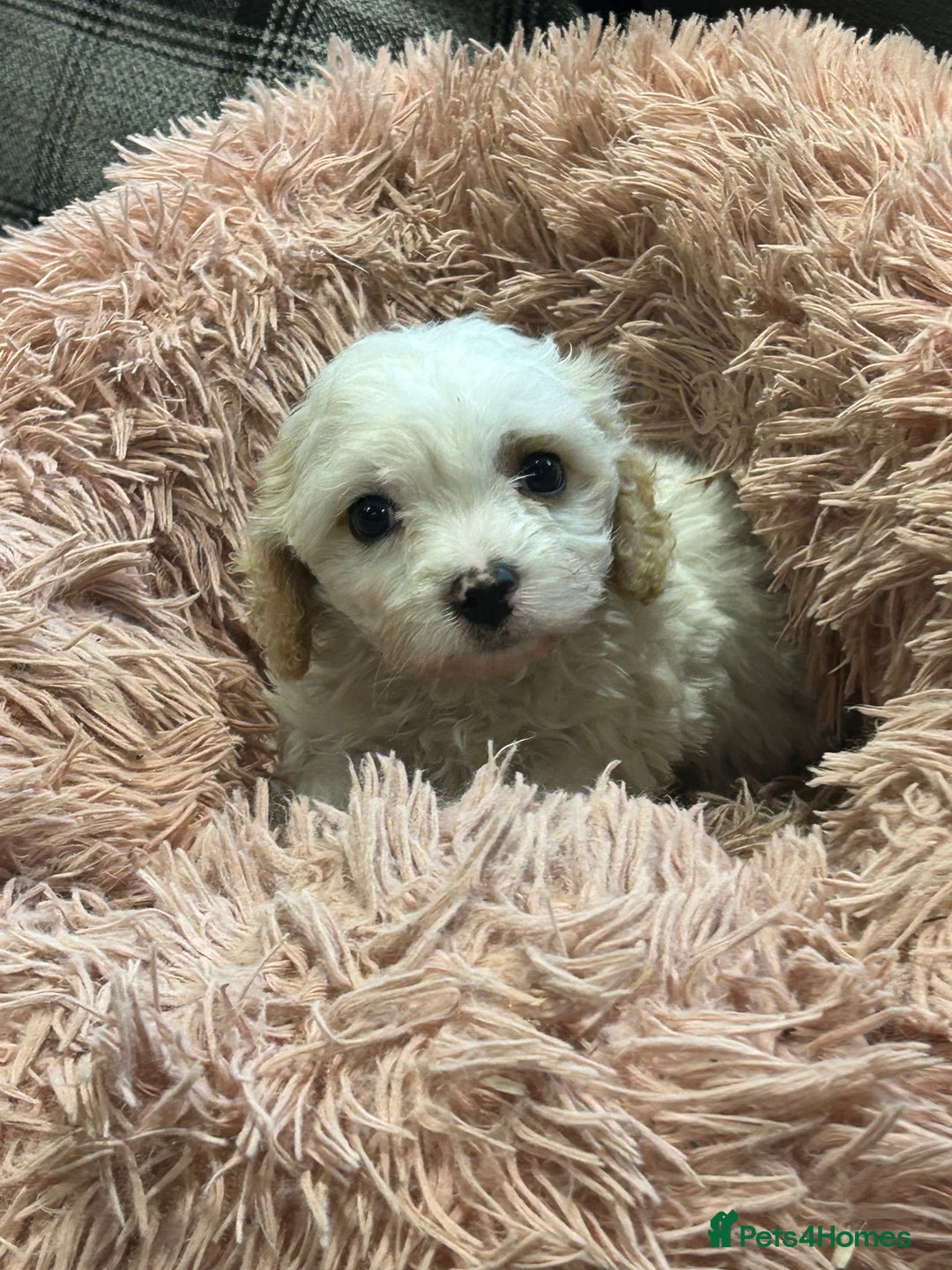 Cavachon dogs for sale: Gorgeous F1 Cavachon puppies - Image 2