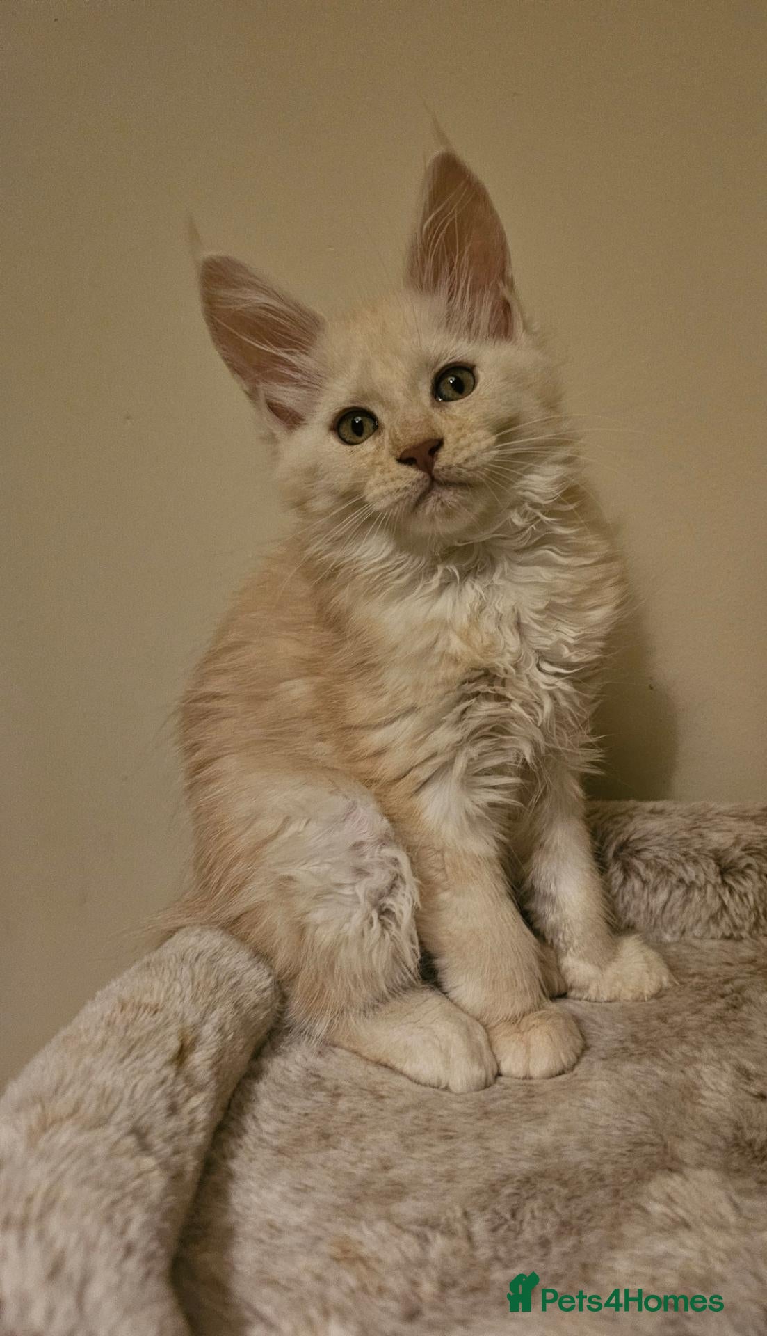 Maine Coon cats Poly and non poly red smoke Maine Coon kittens - Advert 1
