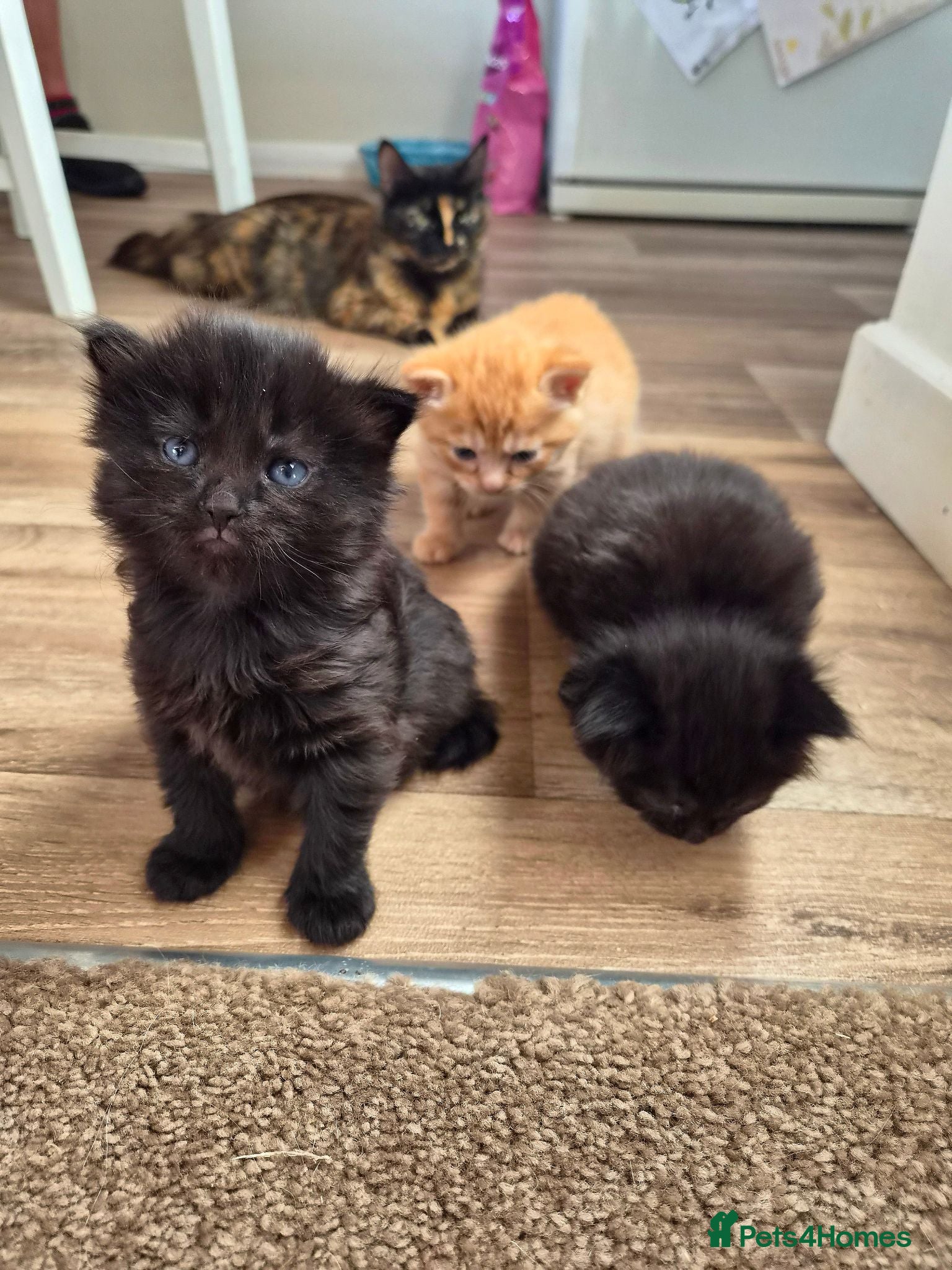 Mixed Breed cats VERY FRIENDLY FLUFFY KITTENS - Advert 1