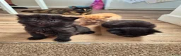 Mixed Breed cats for sale: VERY FRIENDLY FLUFFY KITTENS - Advert 16
