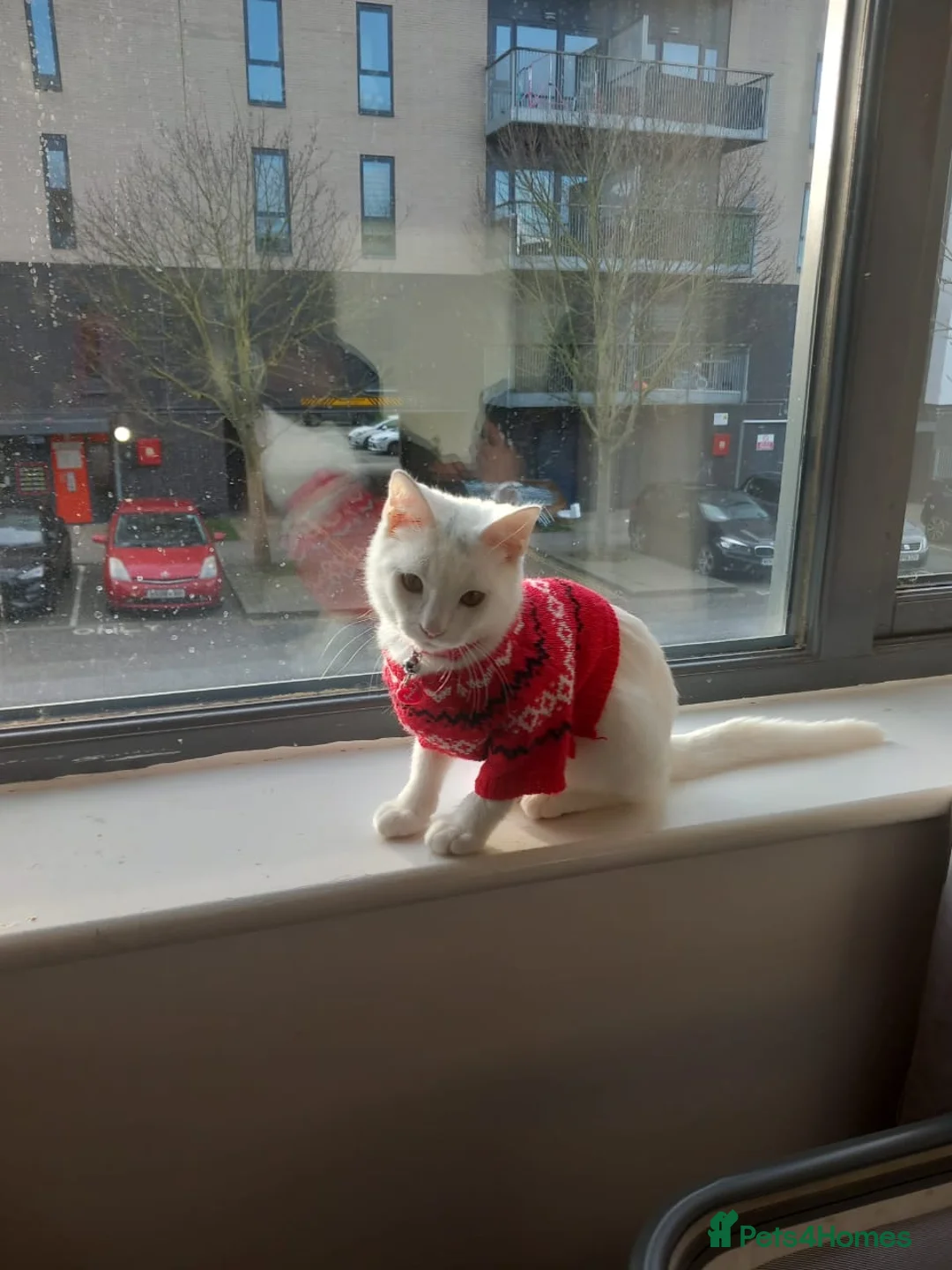 British Shorthair cats for sale: Meet the most Beautiful cat! - Advert 2