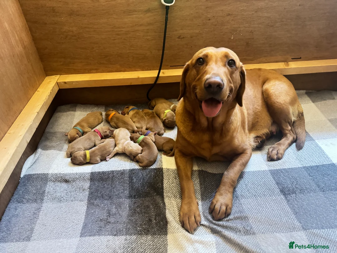 Labrador Retriever dogs for sale: CLOSED - Fox Red Labrador puppies.  - Advert 33