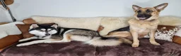 Shepsky dogs for sale: Stunning German Shepherd × Husky/Akita Puppies  in Much Wenlock - Advert 11