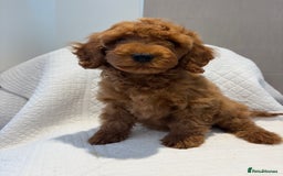 Cockapoo dogs for sale: LICENSED BREEDER quality health tested cockapoos  - Image 4