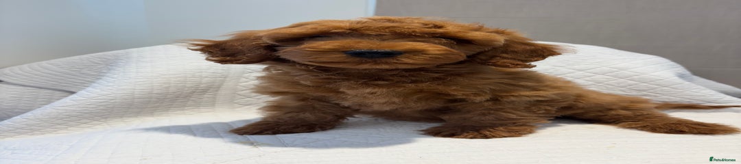 Red male wavy 2