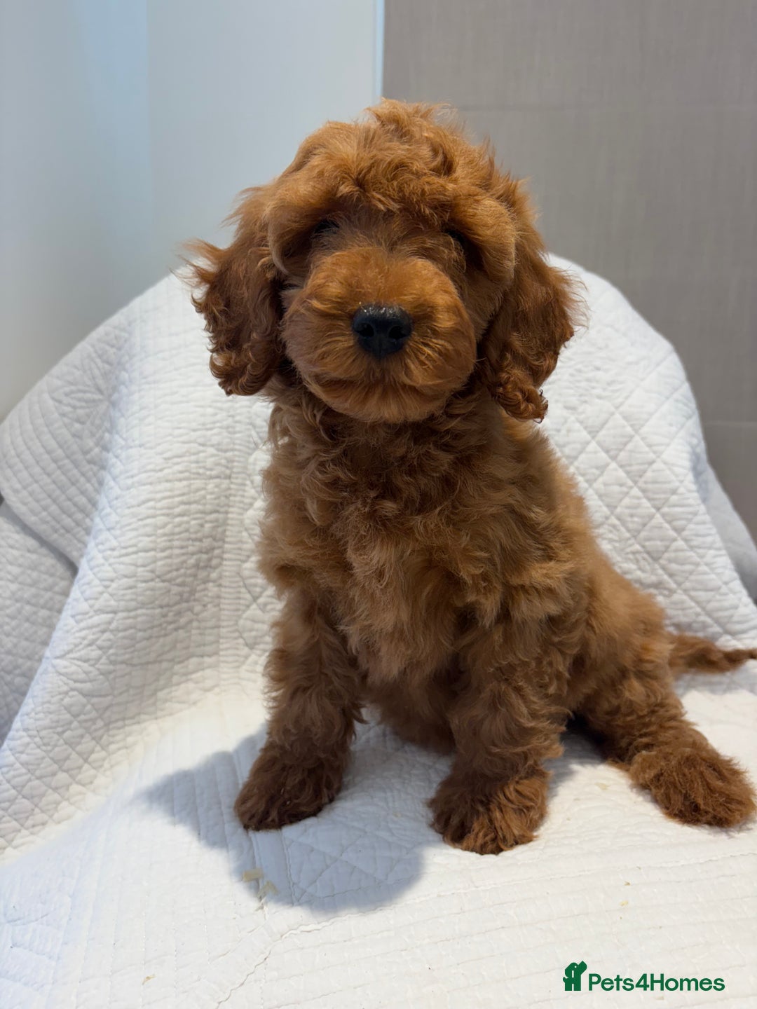 Cockapoo dogs for sale: LICENSED BREEDER quality health tested cockapoos  - Image 4