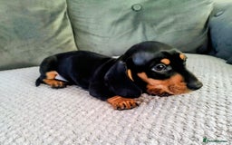 Dachshund dogs for sale: MINIATURE DACHSHUND!Only boy left. - Image 15