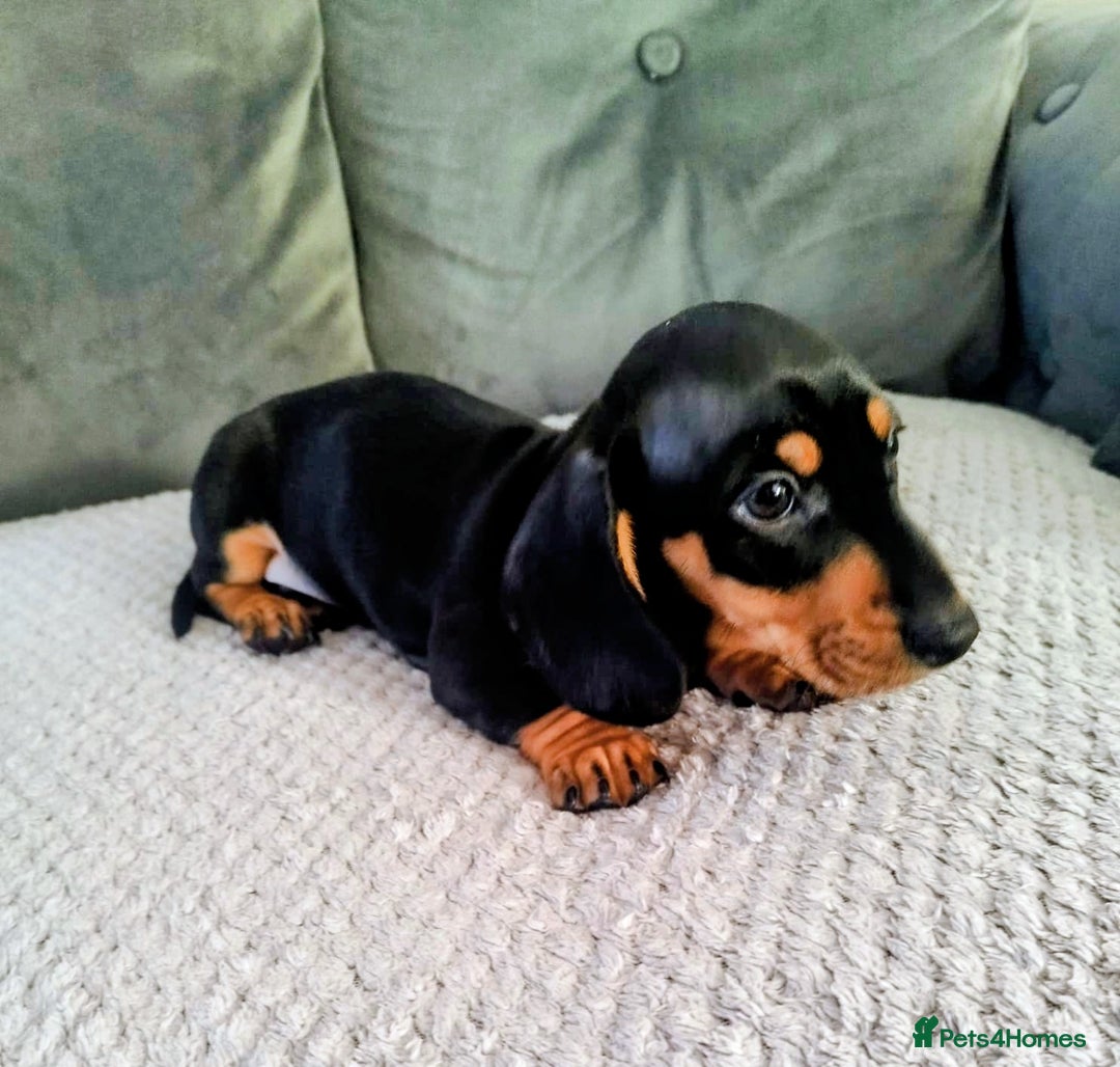 Dachshund dogs for sale: MINIATURE DACHSHUND!Only boy left. - Image 15