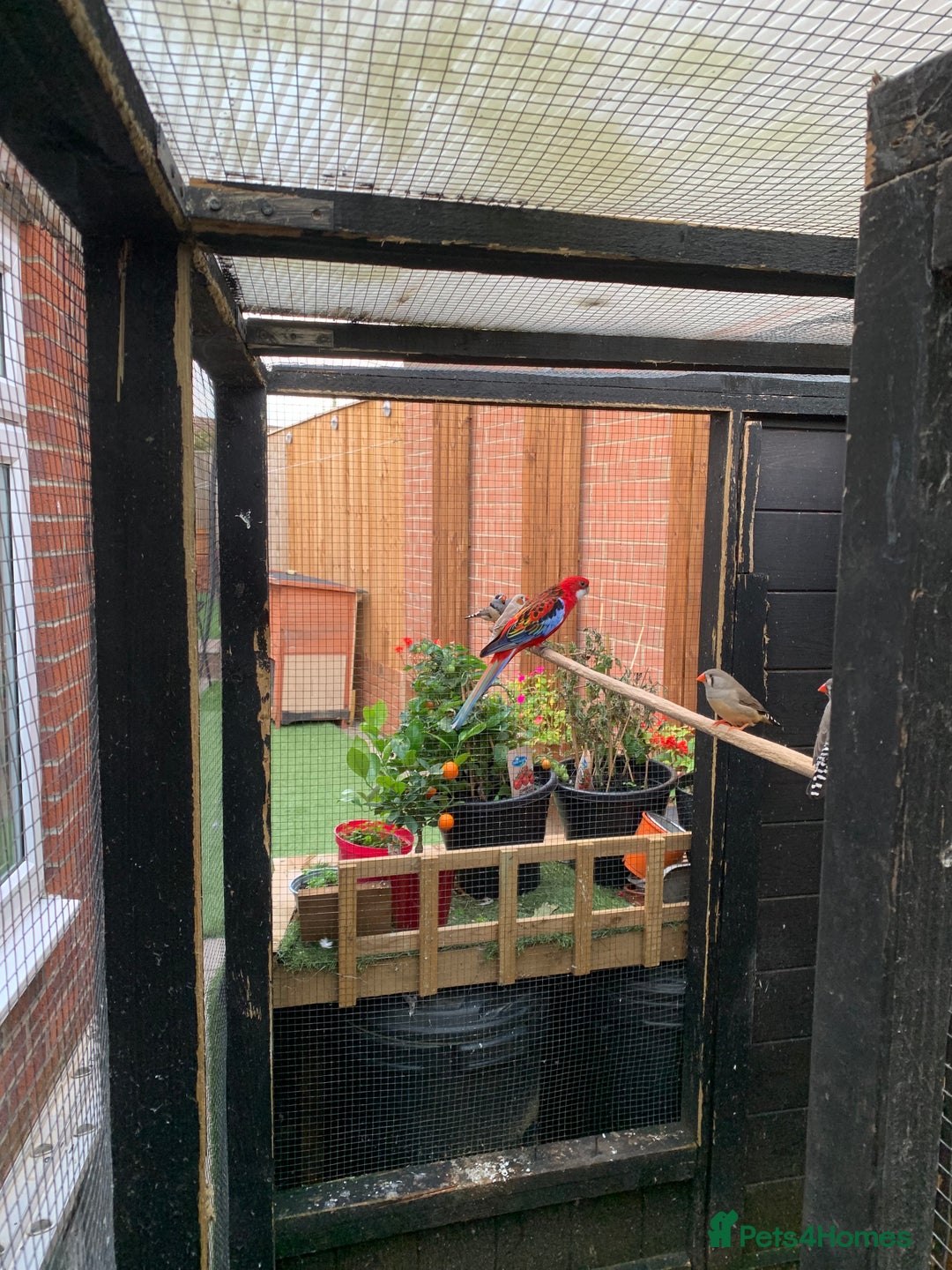Parakeets birds for sale: Rosellas breeding pair  - Image 2