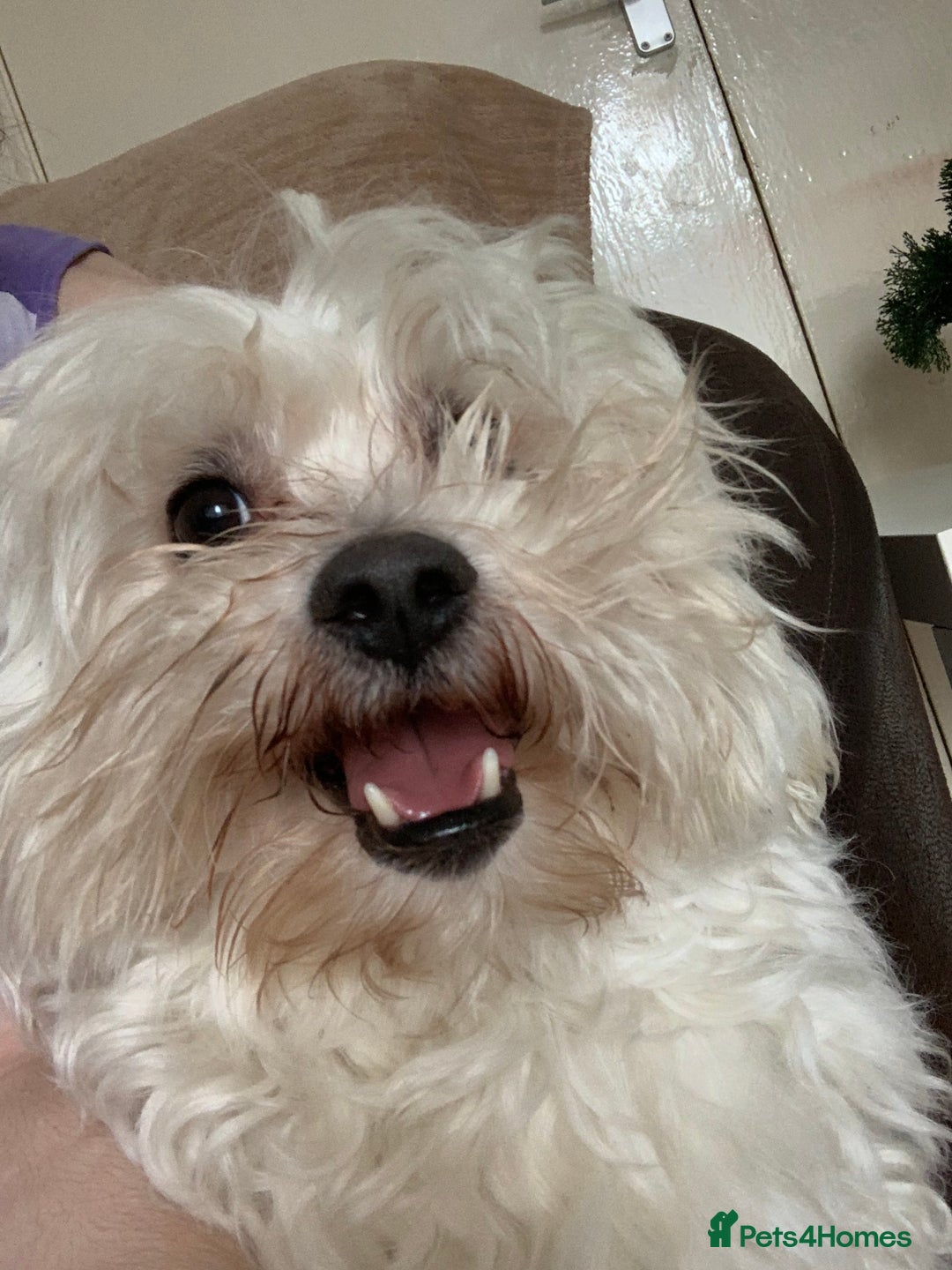Maltese dogs for stud: Maltese terrier for stud - Image 2
