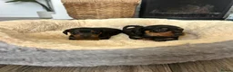 Miniature Dachshund dogs for sale: Miniature dachshund puppies - Advert 4