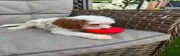 Cavapoo dogs for sale: Beautiful Cavapoo Puppies 2 Boys 1 Girl Available  - Advert 8