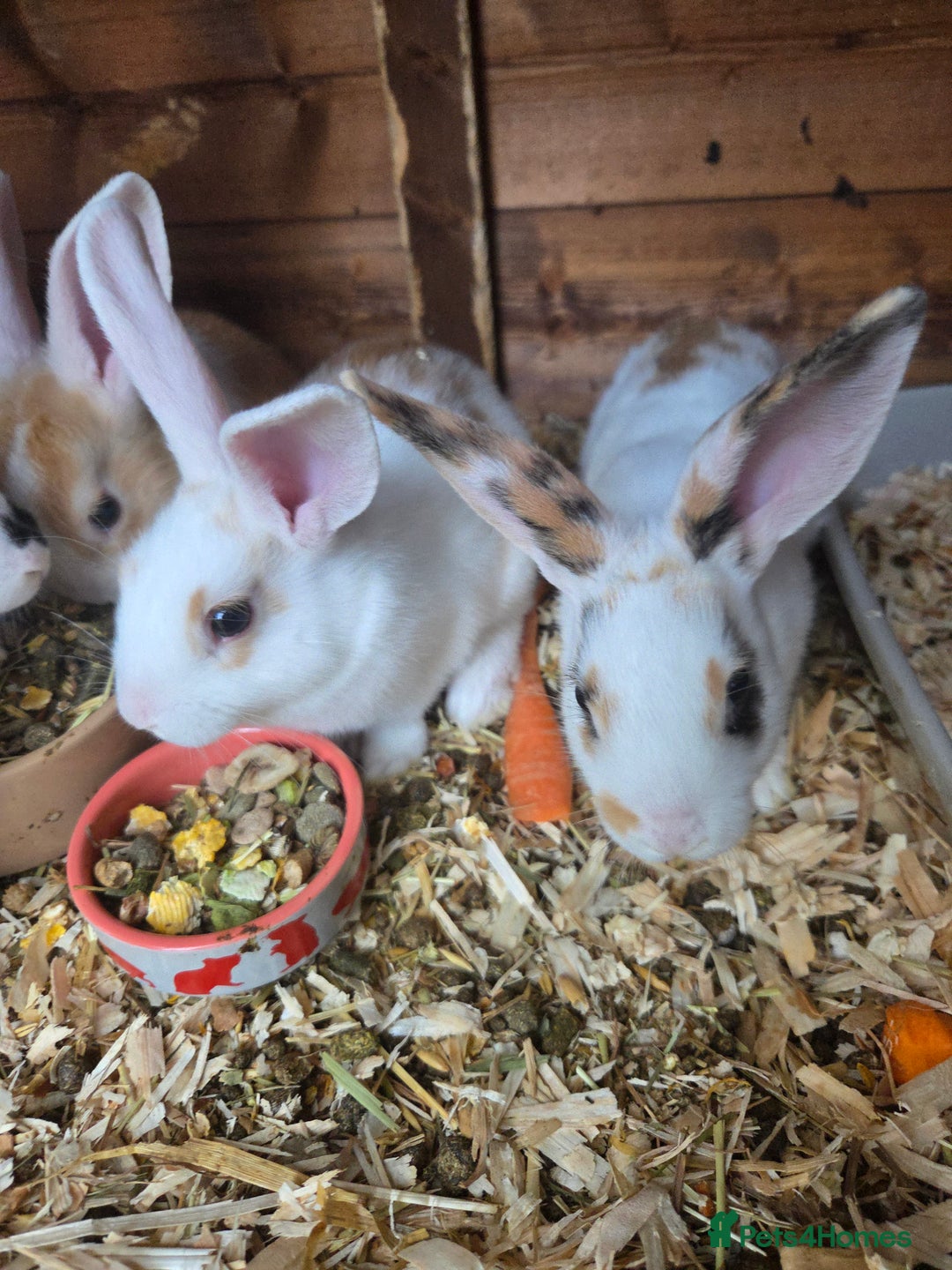 New Zealand rabbits for sale: New Zealand rabbit - Image 3