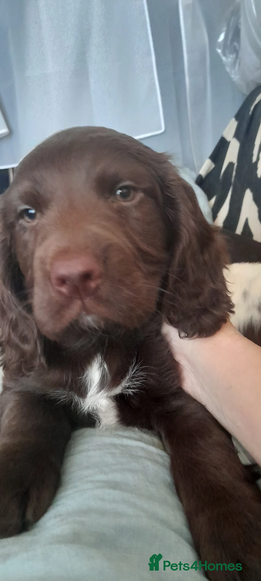 Sprocker dogs for sale: Beautiful Chocolate Sprocker  - Advert 5