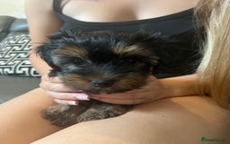 Yorkshire Terrier dogs for sale: Yorkshire terrier pups  - Image 2