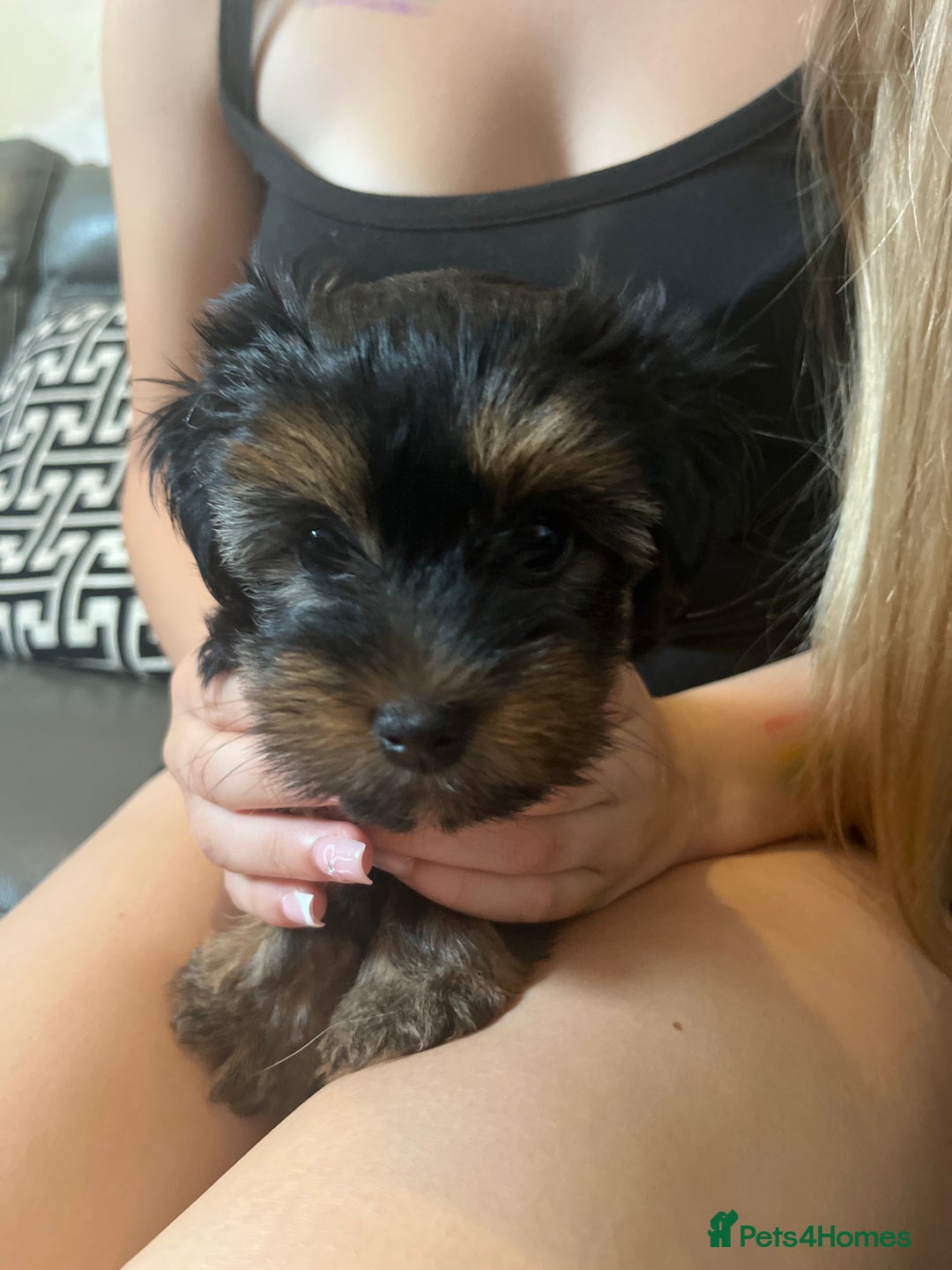 Yorkshire Terrier dogs for sale: Yorkshire terrier pups  - Image 2