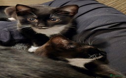 Domestic Shorthair cats for sale: Almost Identical Twins!  - Image 5