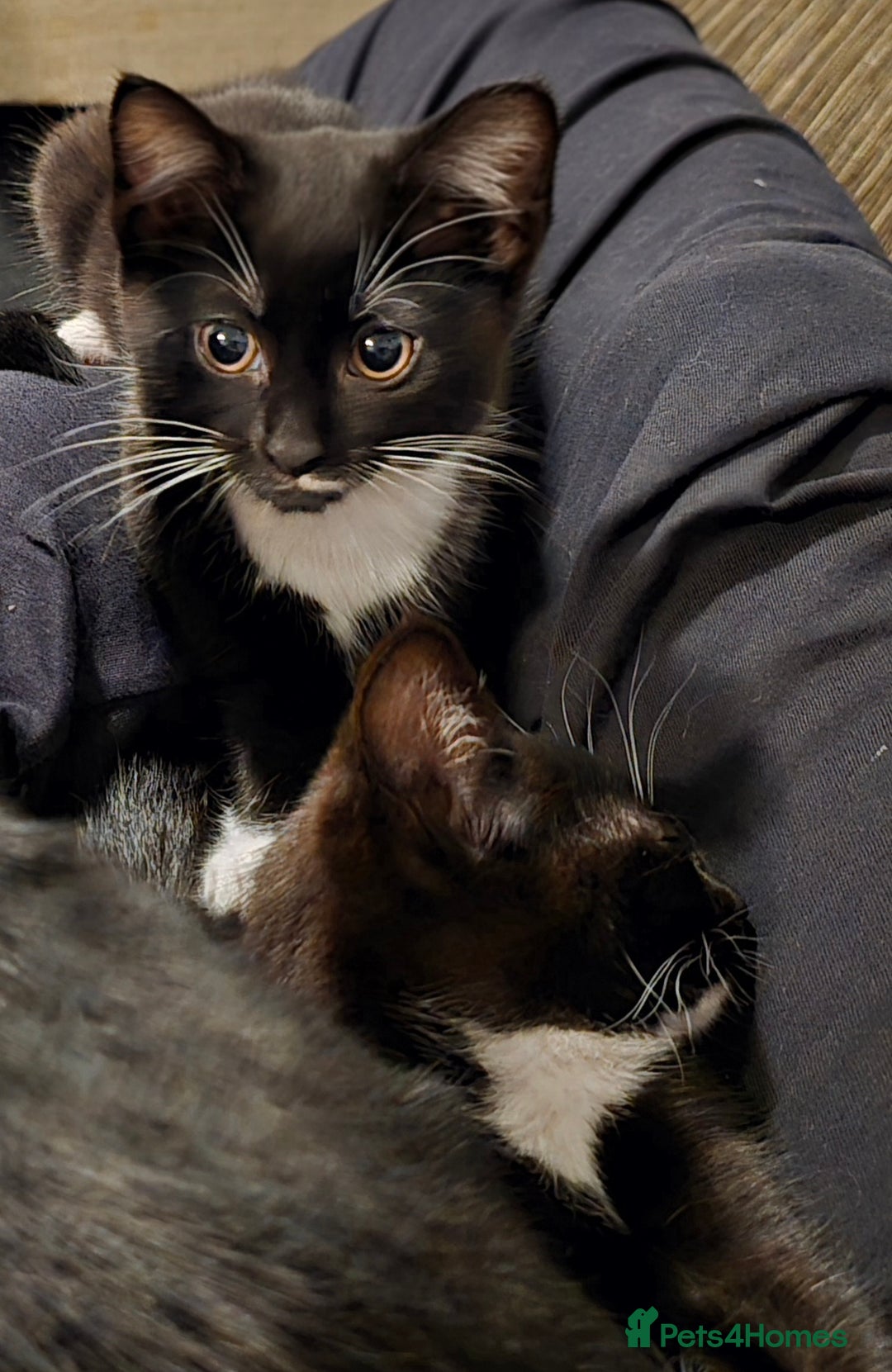 Domestic Shorthair cats for sale: Almost Identical Twins!  - Image 5