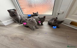 British Shorthair cats for sale: British Shorthair kittens and Mum for sale - Image 30
