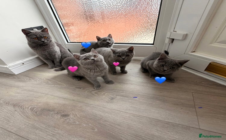 British Shorthair cats - Advert 11