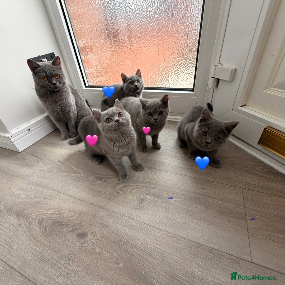 British Shorthair cats for sale: British Shorthair kittens and Mum for sale - Image 30