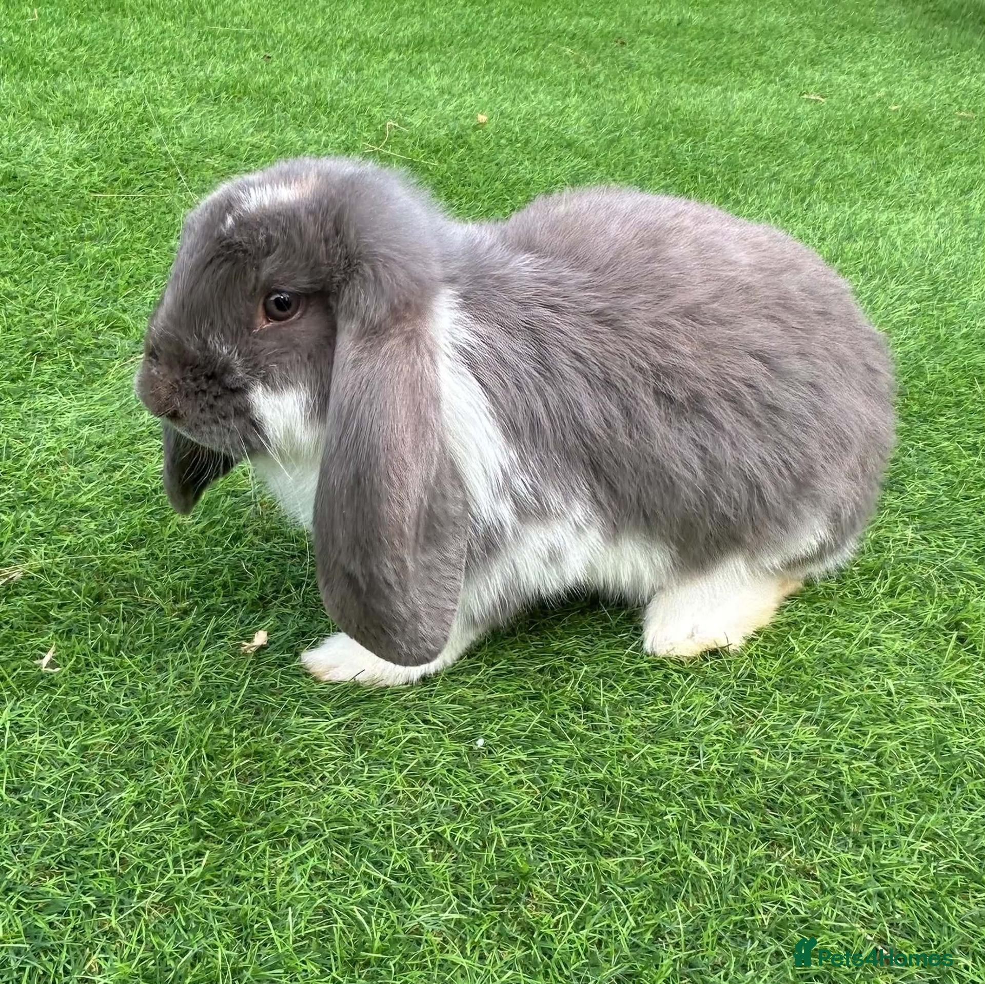 French Lop rabbits French lop - Advert 2