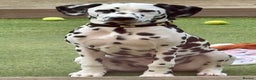 Dalmatian dogs for sale: Dalmatian puppies - Advert 11