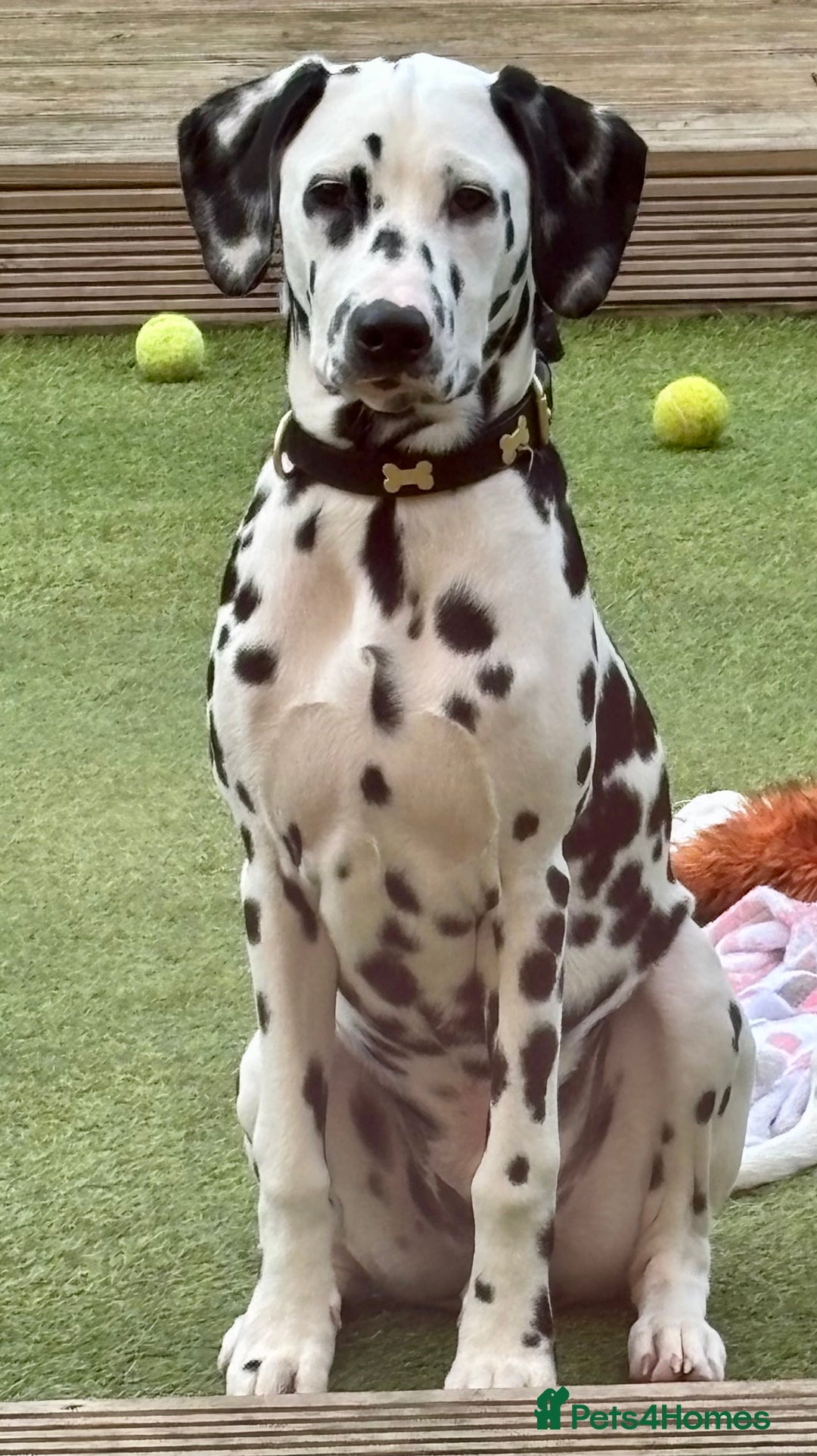 Dalmatian dogs for sale: Dalmatian puppies - Advert 11