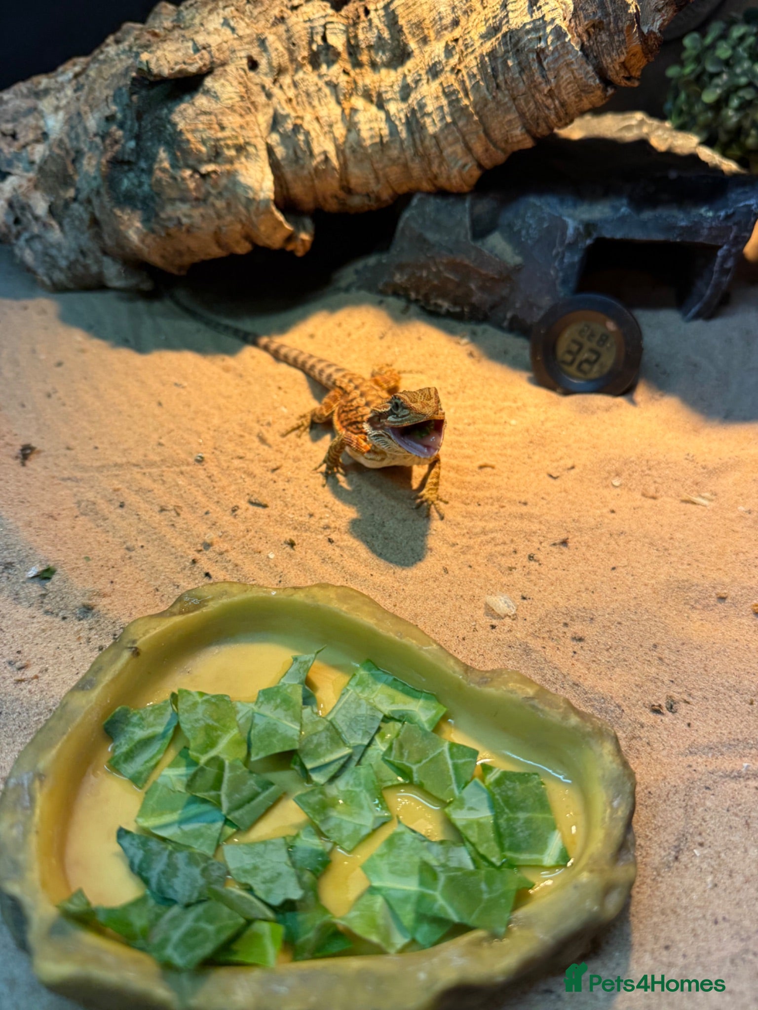 Bearded Dragon reptiles 8 week oldbearded dragon with full set up - Advert 7