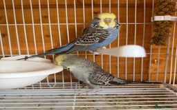 Budgerigars birds for sale: Exhibition budgie flock  - Image 10