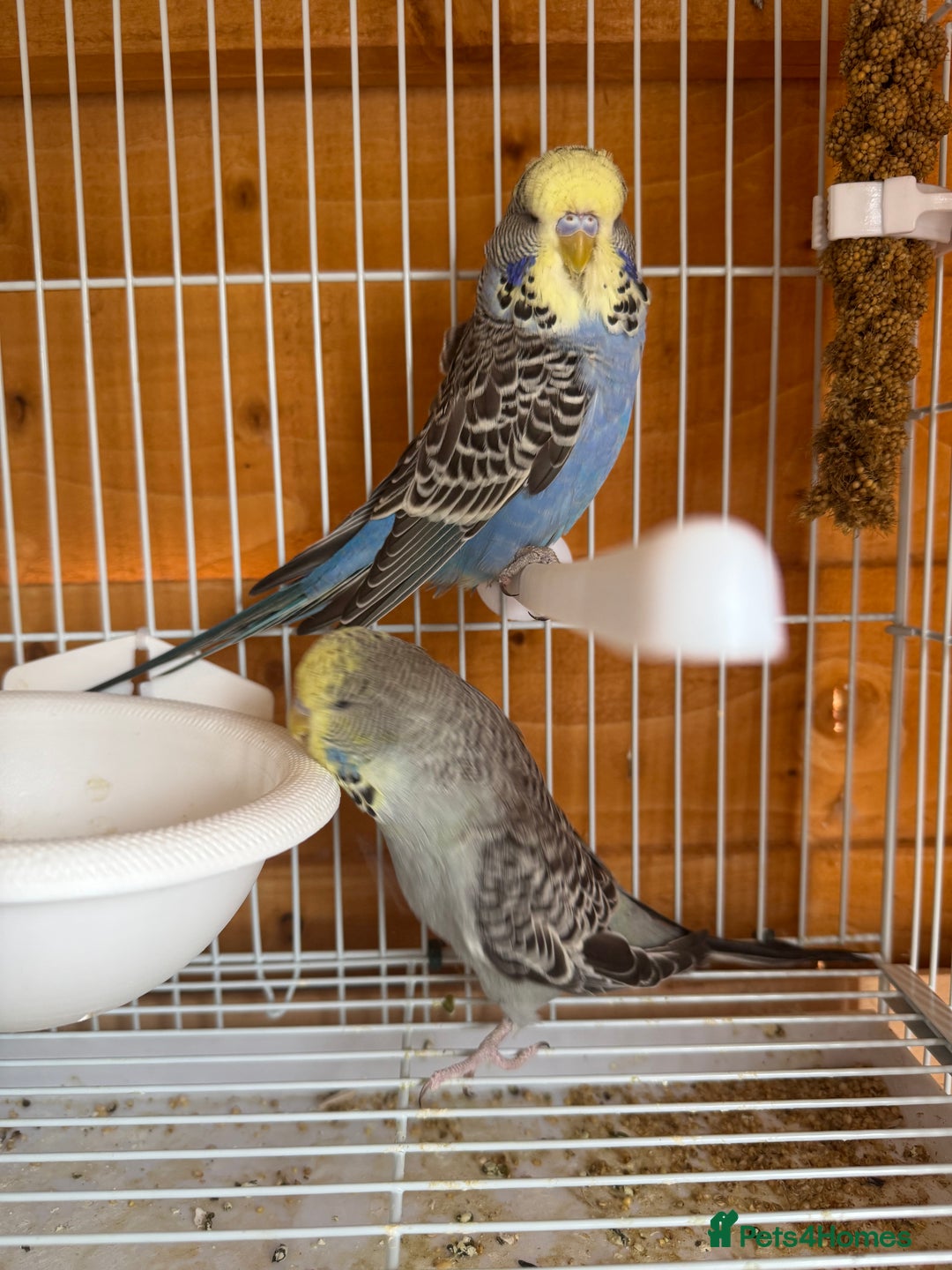 Budgerigars birds for sale: Exhibition budgie flock  - Image 10