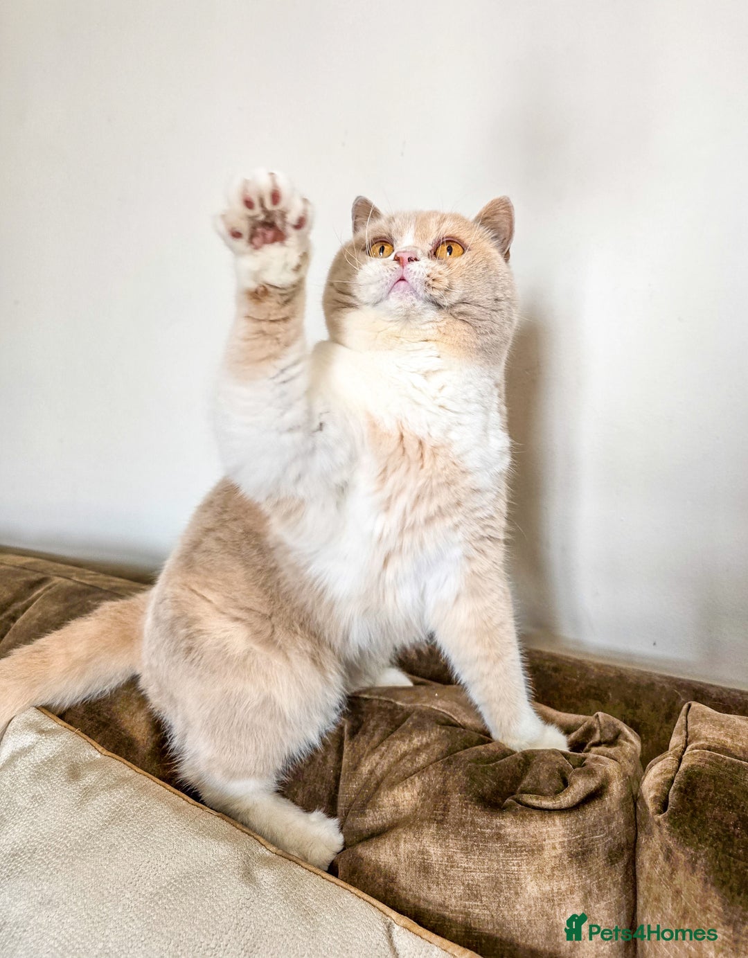 British Shorthair cats for sale: Retired fawn tortie + white British Shorthair  - Image 2
