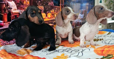 Dachshund dogs - Advert 13