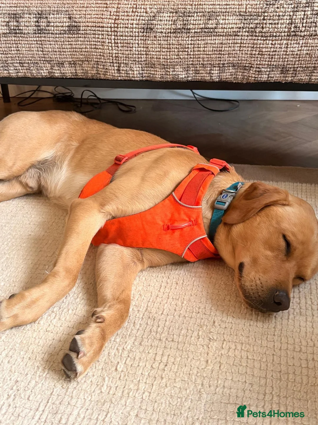 Labrador Retriever dogs for sale: 1.5 year old Labrador  - Advert 2