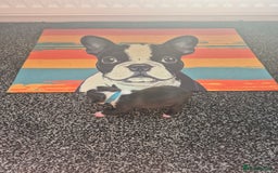 Boston Terrier dogs for sale: Stunning true to type wildax litter - Image 10