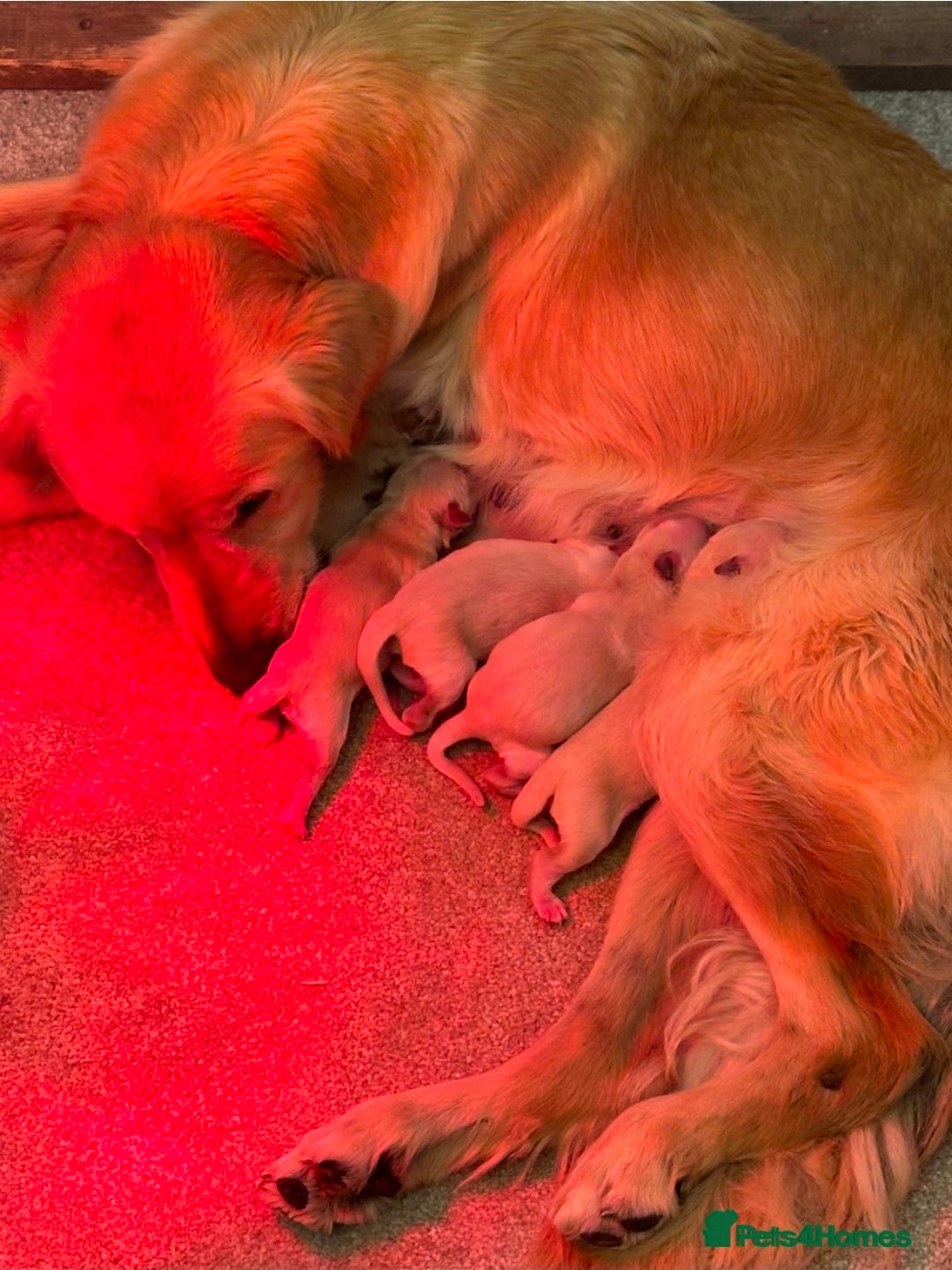 Golden Retriever dogs for sale: Beautiful Male Golden Retriever Puppy for Sale - Advert 10