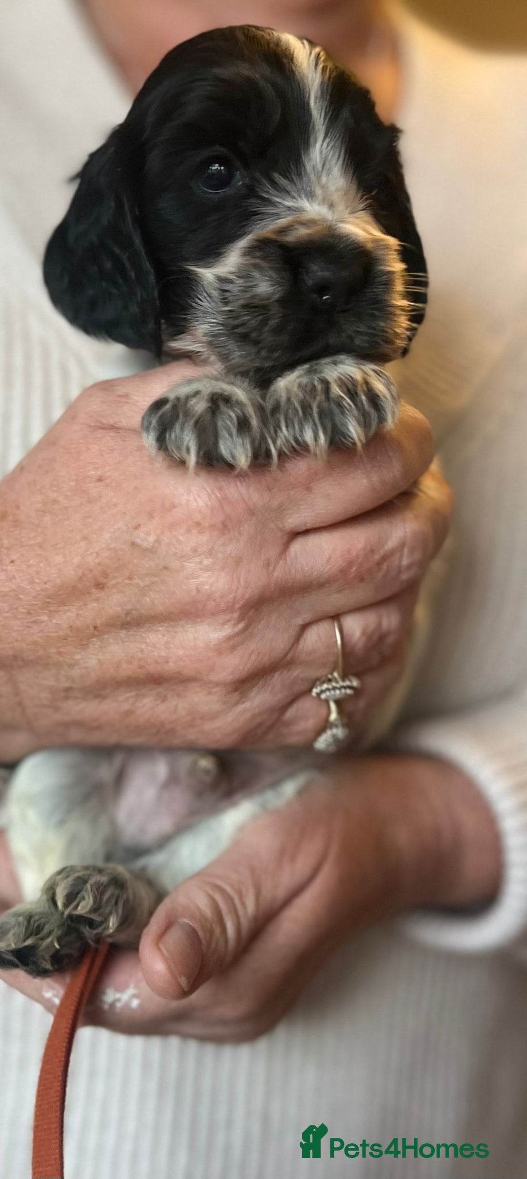 Cocker Spaniel dogs for sale: Show type Cocker Spaniel Pups for sale - Image 7