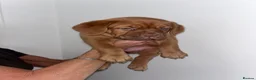 Dogue De Bordeaux dogs for sale: Dogue De Bordeaux puppies  - Advert 4