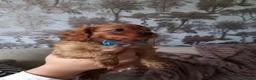 Cavapoo dogs for sale: Fb1 cavapoo  - Advert 9