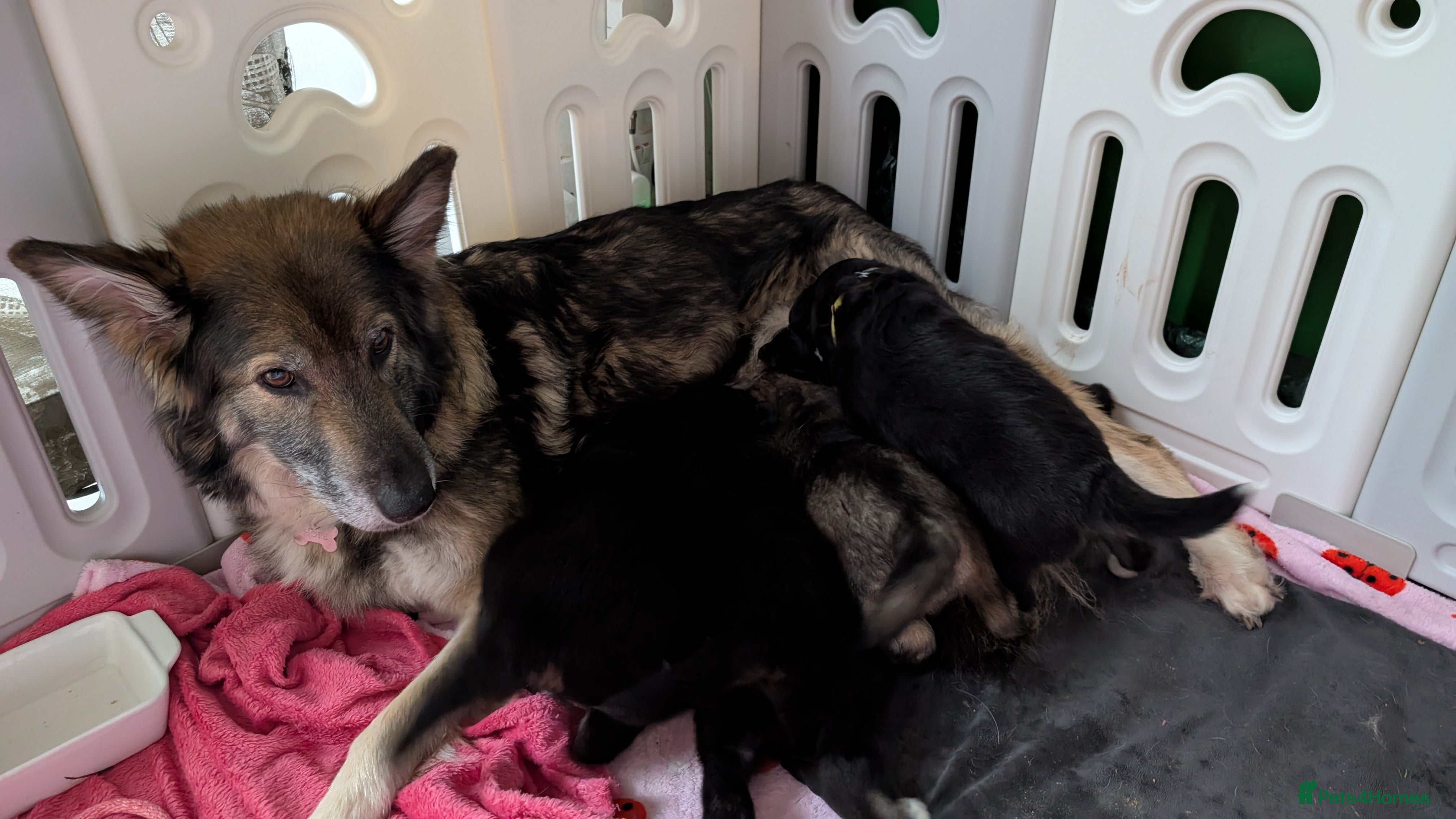 Mixed Breed dogs Shollie Pups Mid Feb! (German ShepxBorder Collie) - Advert 1