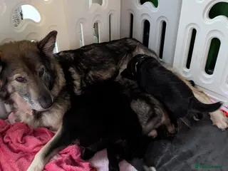 Mixed Breed dogs Shollie Pups Mid Feb! (German ShepxBorder Collie) - Advert 15