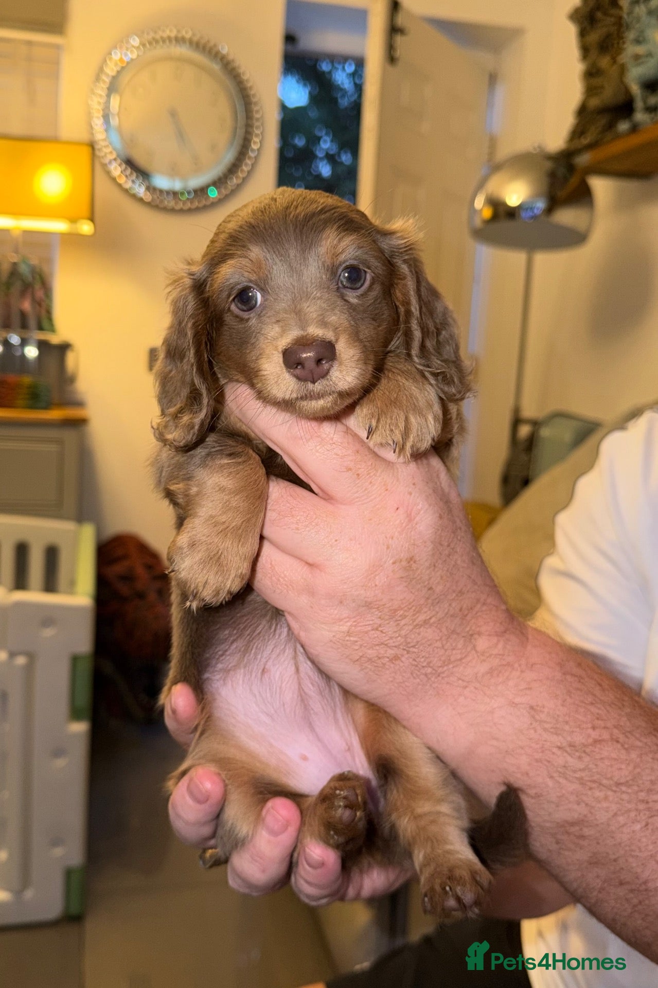 Miniature Dachshund dogs for sale: Miniature long haired dachshund puppies - Advert 2