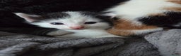 Mixed Breed cats for sale: 5 Fabulous kittens - Advert 17