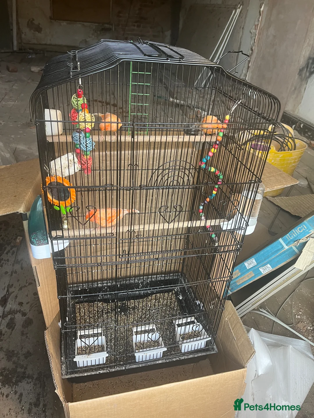 Canaries birds for sale: Canary  - Advert 5