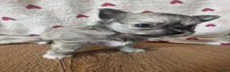Chihuahua dogs for sale: First jab and health checked Luxury Chihuahua pups - Advert 26