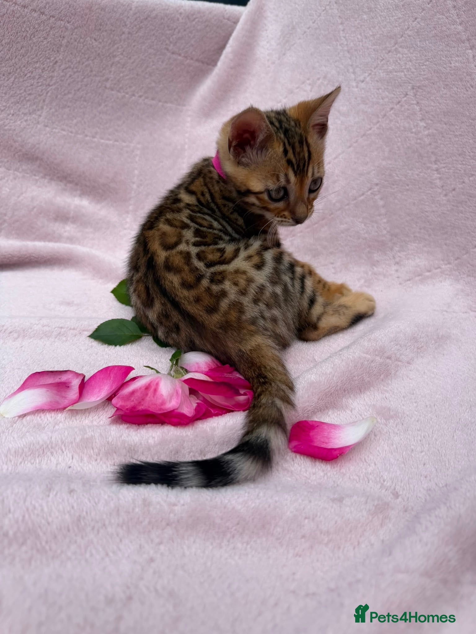 Bengal cats for sale: 🐆✨Outstanding TICA Registered Bengal cubs  ✨🐆 - Advert 1