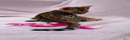 Bengal cats for sale: 🐆✨Outstanding TICA Registered Bengal cubs  ✨🐆 - Advert 1